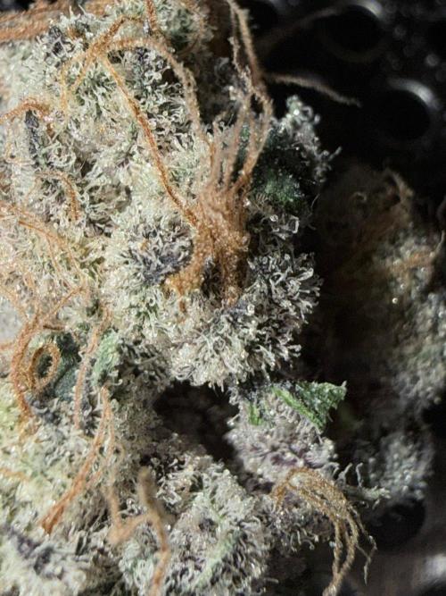 Legendary Larry (DOJA x Swamp Boys) #7. Week 9