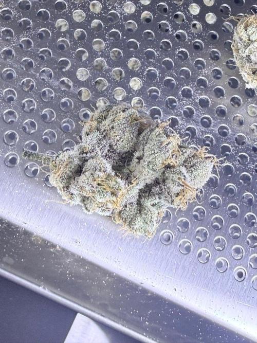 Legendary Larry (DOJA x Swamp Boys) #7. Week 9