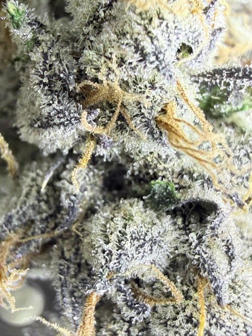 Legendary Larry (DOJA x Swamp Boys) #7. Week 9
