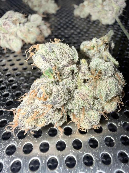 Legendary Larry (DOJA x Swamp Boys) #7. Week 9
