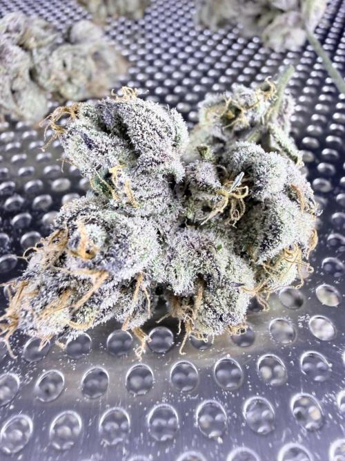 Legendary Larry (DOJA x Swamp Boys) #7. Week 9