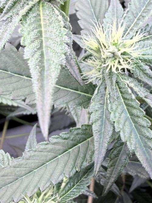 Legendary Larry (DOJA x Swamp Boys) #8. Week 5