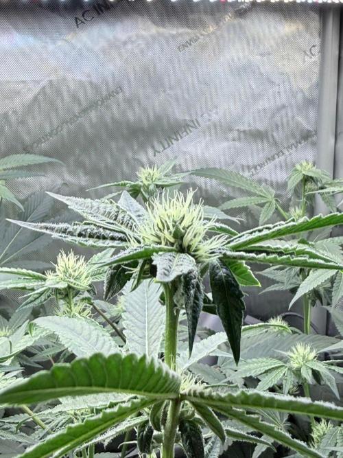 Legendary Larry (DOJA x Swamp Boys) #8. Week 5