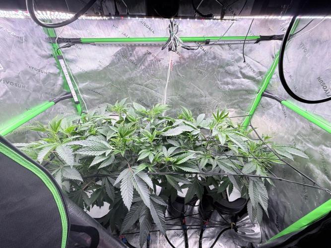 Legendary Larry (DOJA x Swamp Boys) #9. Week 2