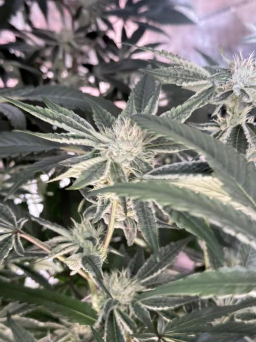 Legendary Larry (DOJA x Swamp Boys) #8. Week 6