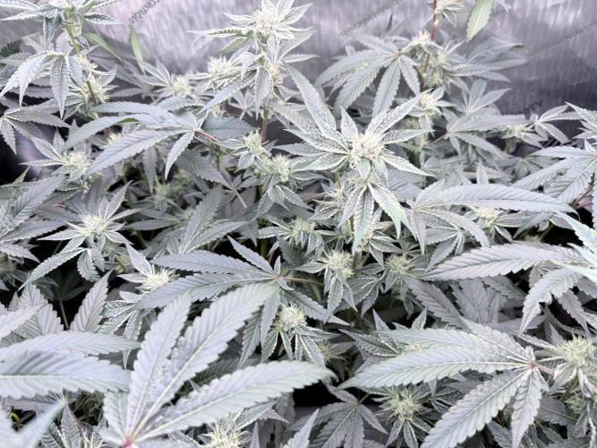Legendary Larry (DOJA x Swamp Boys) #8. Week 6