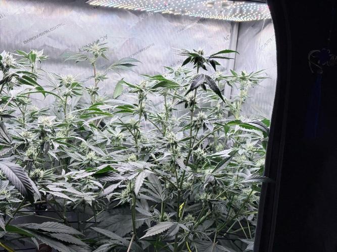 Legendary Larry (DOJA x Swamp Boys) #8. Week 6