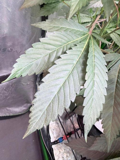 Legendary Larry (DOJA x Swamp Boys) #9. Week 3