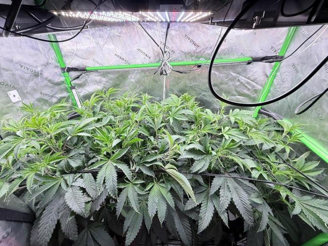 Legendary Larry (DOJA x Swamp Boys) #9. Week 3