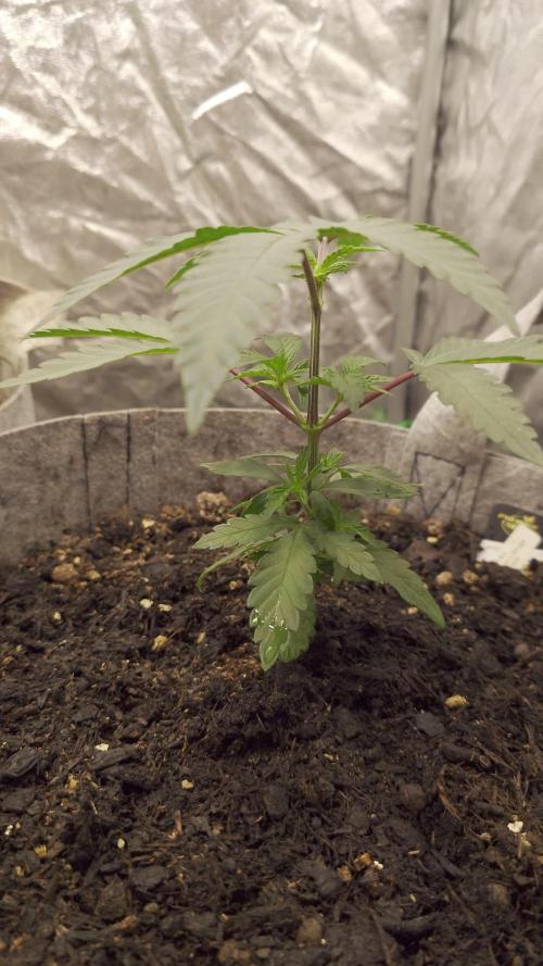 Seifuku + Sour Zoda in Living Soil