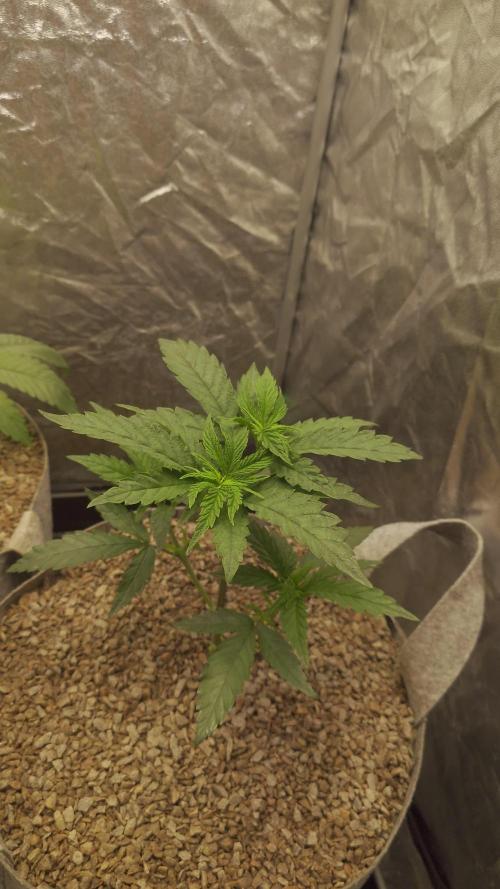 Seifuku + Sour Zoda in Living Soil