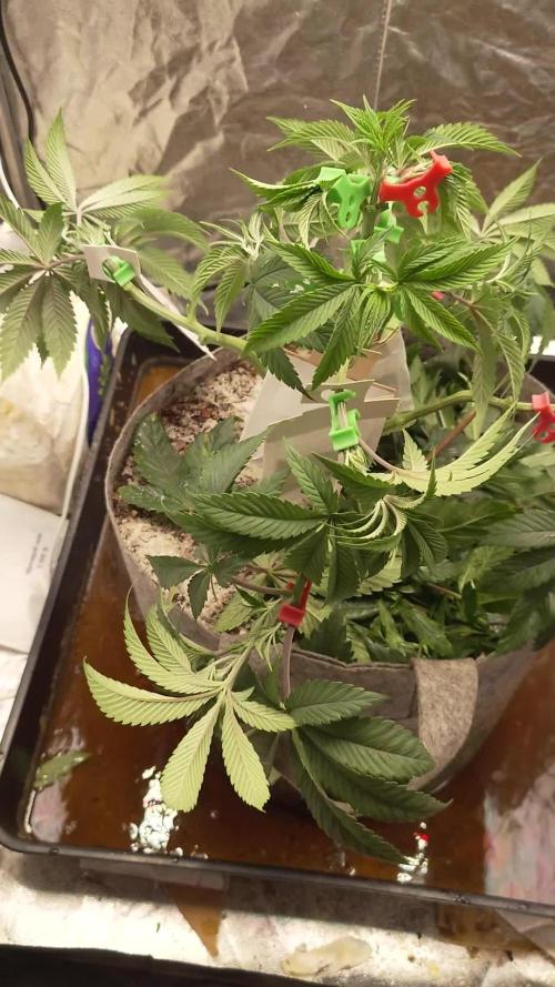 Sour Zoda in Living Soil