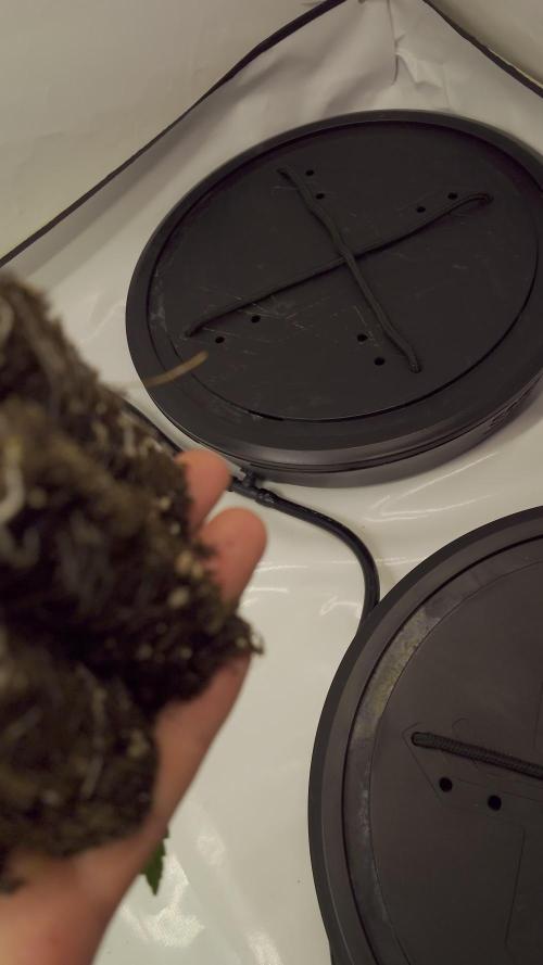 Georgia Pie|PAX Genetix|Wizzy's Garten