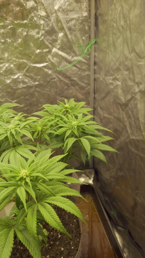 Sour Zoda in Living Soil