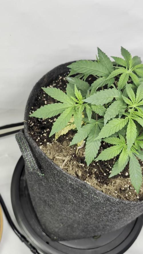 Georgia Pie|PAX Genetix|Wizzy's Garten