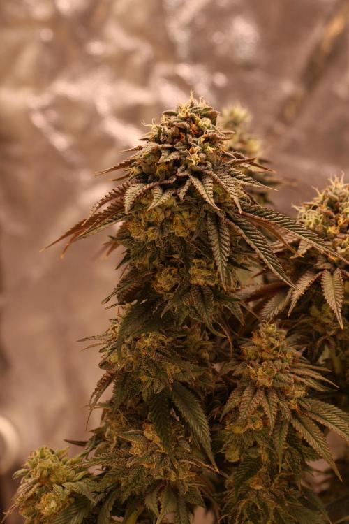 Sour Zoda in Living Soil. Week 16 - BT57