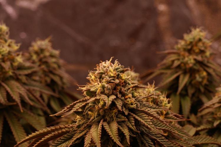 Sour Zoda in Living Soil. Week 16