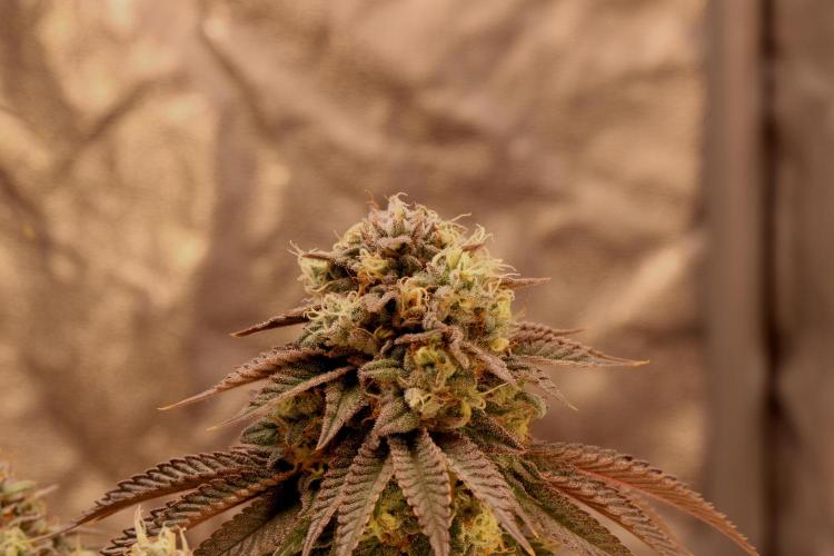 Sour Zoda in Living Soil. Week 16