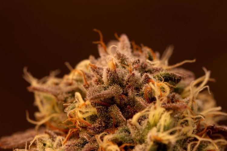 Sour Zoda in Living Soil. Week 16