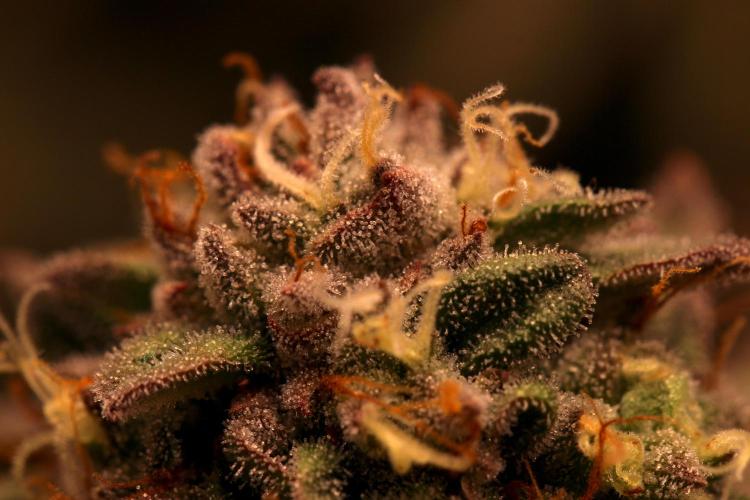 Sour Zoda in Living Soil. Week 16