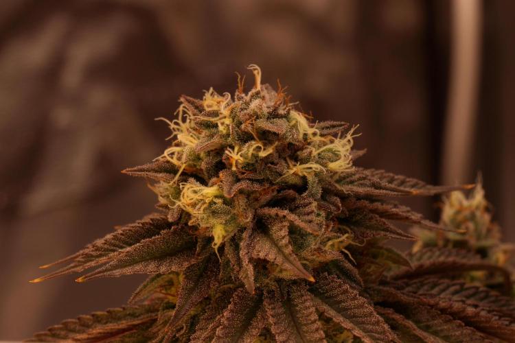 Sour Zoda in Living Soil. Week 16