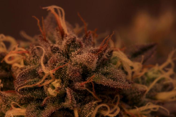 Sour Zoda in Living Soil. Week 16