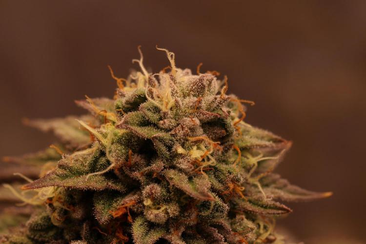 Sour Zoda in Living Soil. Week 16