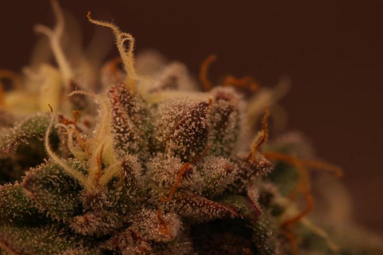 Sour Zoda in Living Soil. Week 16