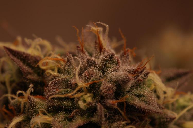 Sour Zoda in Living Soil. Week 16