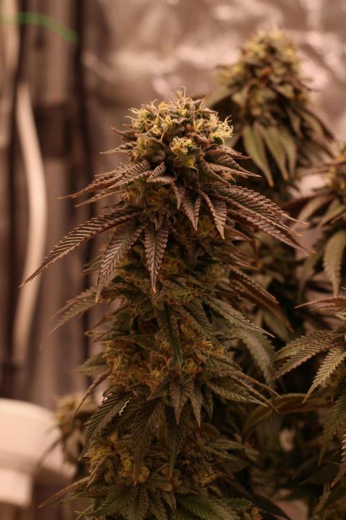 Sour Zoda in Living Soil. Week 16