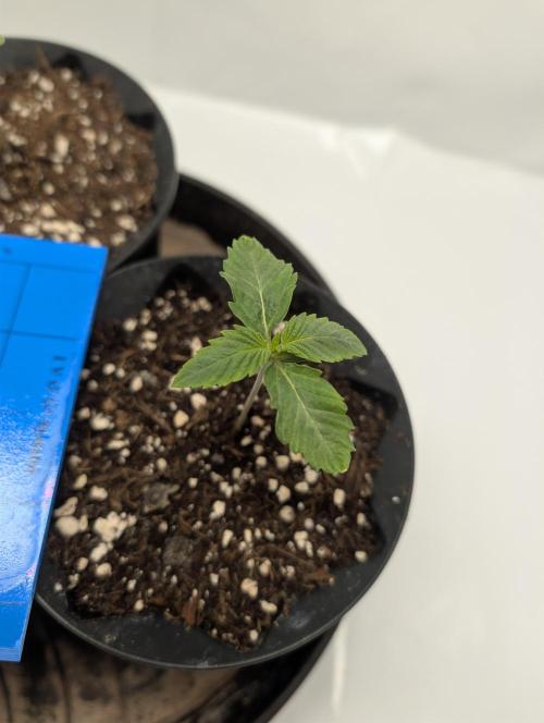 Living Soil regelt - 3 Sorten. Week 1 - Seifuku