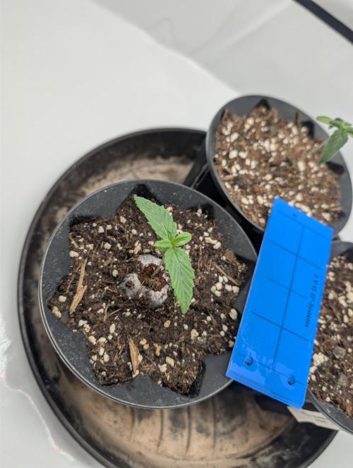 Living Soil regelt - 3 Sorten. Week 1 - Cookies and Cream