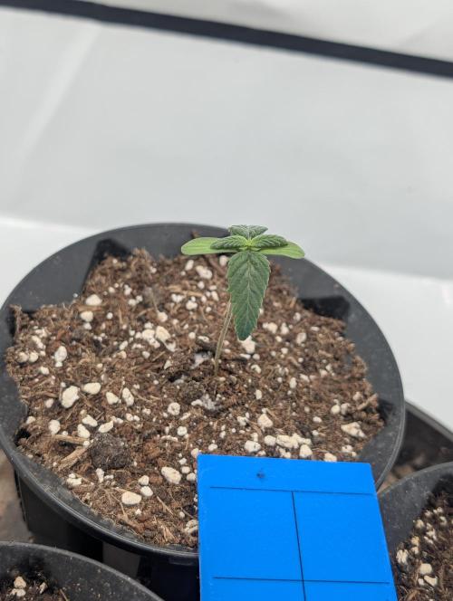 Living Soil regelt - 3 Sorten. Week 1 - Chem Dog