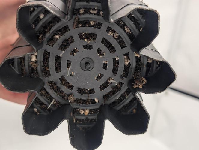 Living Soil regelt - 3 Sorten. Week 1 - Seifuku Roots