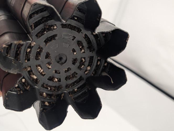 Living Soil regelt - 3 Sorten. Week 1 - C&C roots