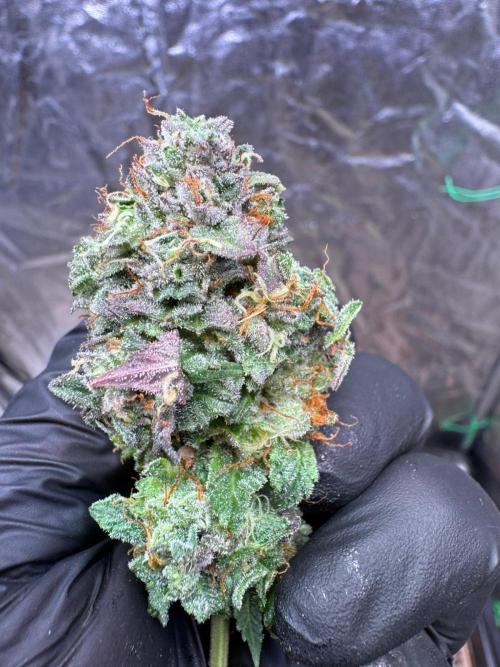 Sour Zoda in Living Soil. Week 17