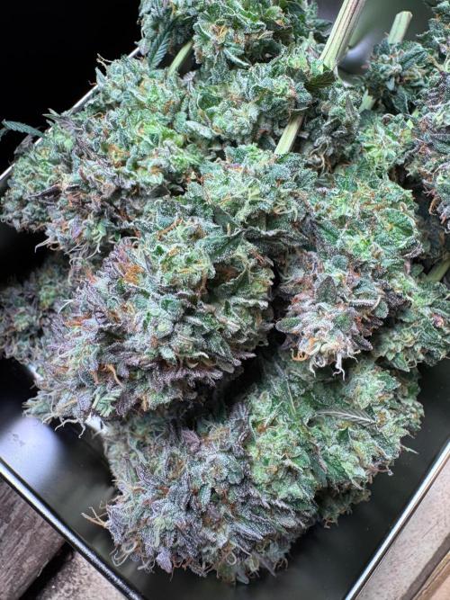 Sour Zoda in Living Soil. Week 17