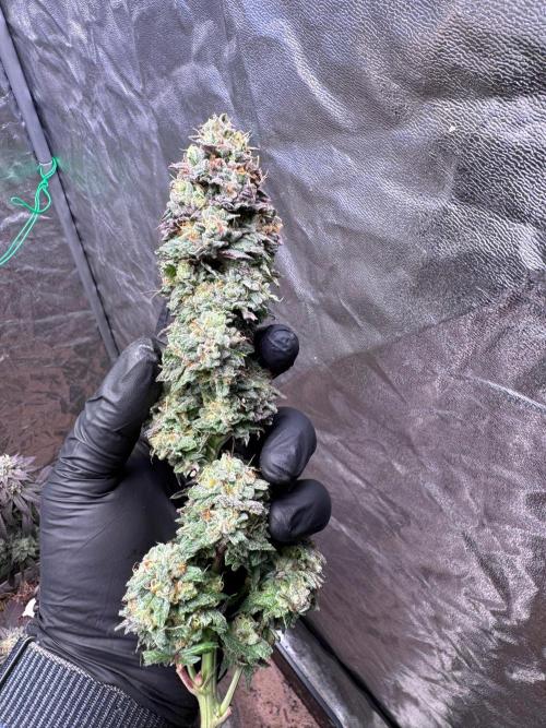 Sour Zoda in Living Soil. Week 17