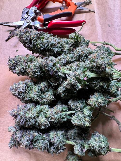 Sour Zoda in Living Soil. Week 17