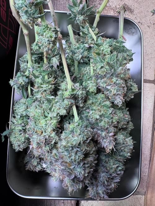 Sour Zoda in Living Soil. Week 17