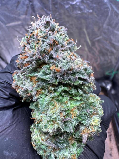 Sour Zoda in Living Soil. Week 17