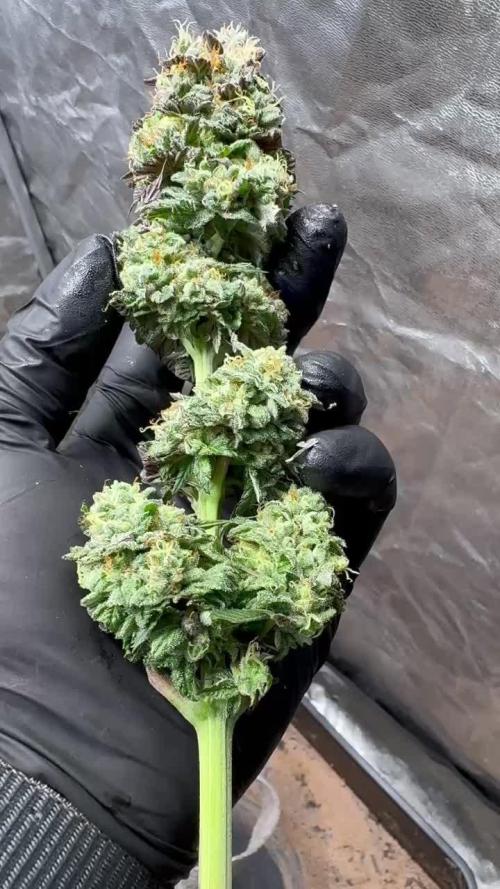 Sour Zoda in Living Soil