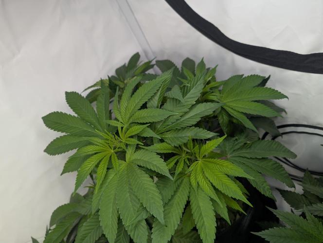 Georgia Pie|PAX Genetix|Wizzy's Garten. Week 9