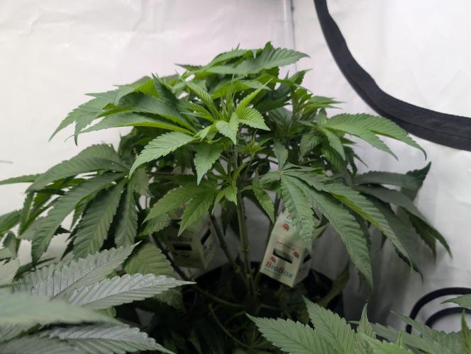 Georgia Pie|PAX Genetix|Wizzy's Garten. Week 9