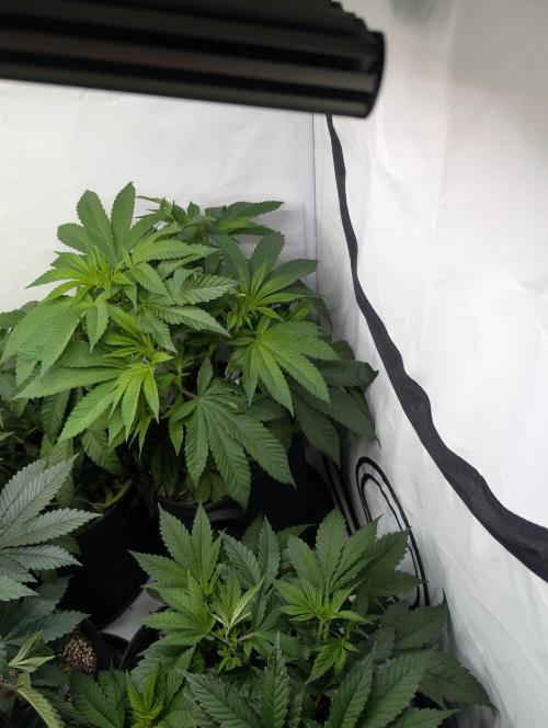 Georgia Pie|PAX Genetix|Wizzy's Garten. Week 9