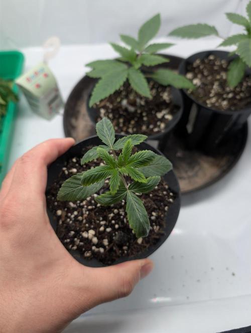 Living Soil regelt - 3 Sorten. Week 2 - Chem Cake