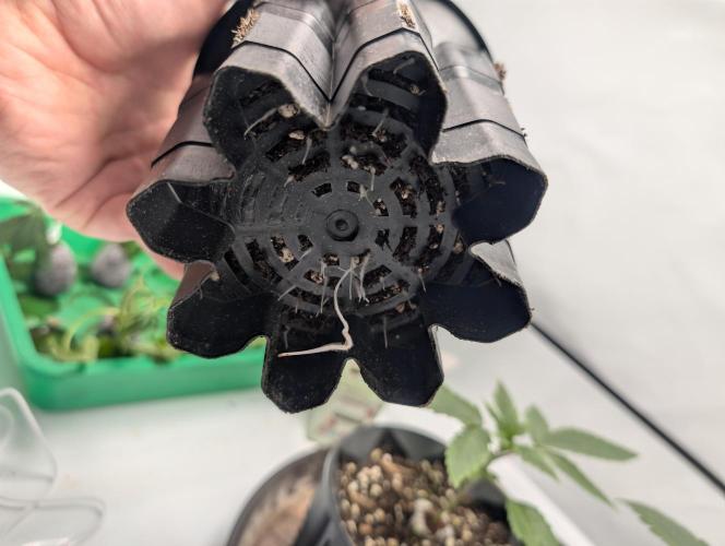 Living Soil regelt - 3 Sorten. Week 2 - Chem Cake 