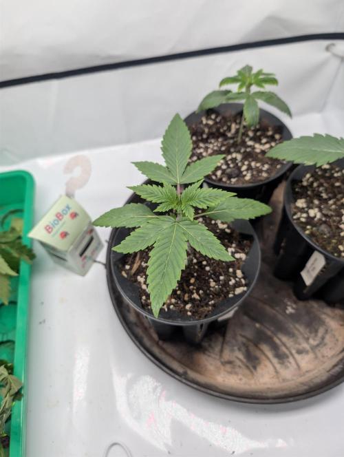 Living Soil regelt - 3 Sorten. Week 2 - Cookies and Cream