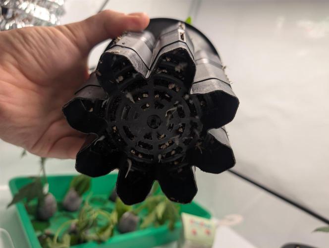 Living Soil regelt - 3 Sorten. Week 2 - Cookies and Cream