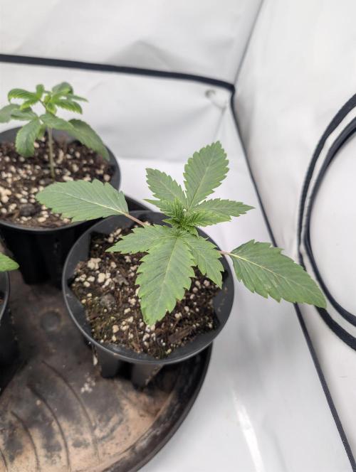 Living Soil regelt - 3 Sorten. Week 2 - Seifuku